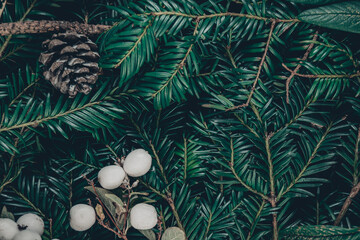Top view christmas background of wild christmas tree branches, pinecones and white snowberries