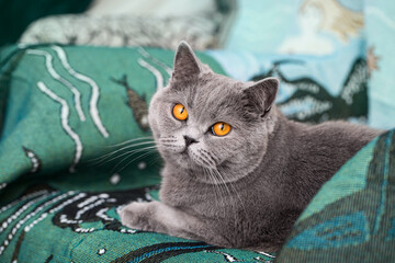 A pet cat is lying on a chair and looking at us. Grey purebred cat with yellow eyes. Charming and well-groomed pet