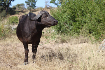 Kaffernbüffel / Buffalo / Syncerus caffer