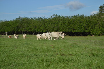 Ganader&iacute;a Purificaci&oacute;n Tolima
