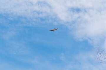 Pelican at he Alcoa Wellard wetlands in Perth