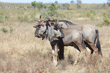 Obraz premium Streifengnu / Blue Wildebeest / Connochaetes taurinus..