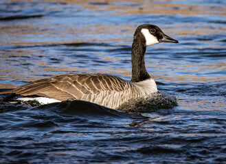 Obraz premium country goose swimming