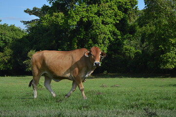 Gran ejemplar bovino