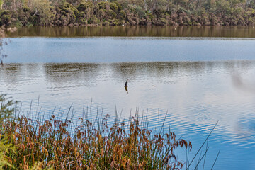 The Alcoa Wellard wetlands provide a refuge for water birds during autumn when hot summer weather has dried up other wetlands