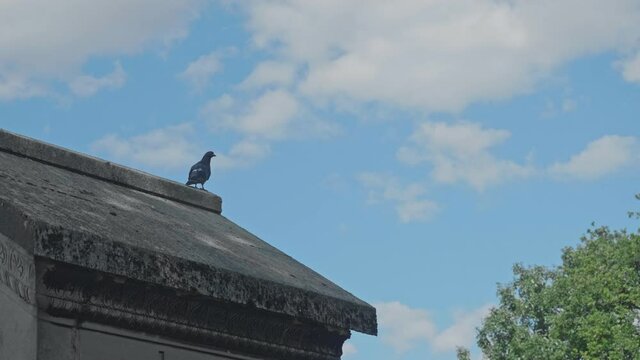 A pigeon sitting on the roof of a crypt and flying away.