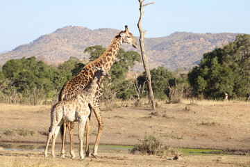 Giraffe / Giraffe / Giraffa Camelopardalis