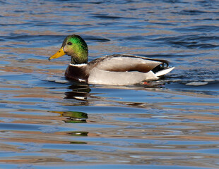 duck on the water
