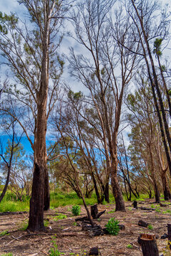 Woodland At The Alcoa Wellard Wetlands In Perth