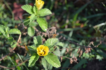 Abeja a punto de polinizar