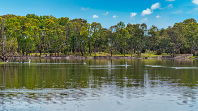 The Alcoa Wellard wetlands provide a refuge for water birds during autumn when hot summer weather has dried up other wetlands