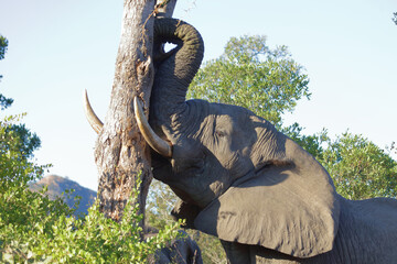 Obraz premium Afrikanischer Elefant / African elephant / Loxodonta africana