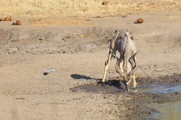 Großer Kudu und Rotschnabel-Madenhacker / Greater Kudu and Red-billed oxpecker / Tragelaphus...