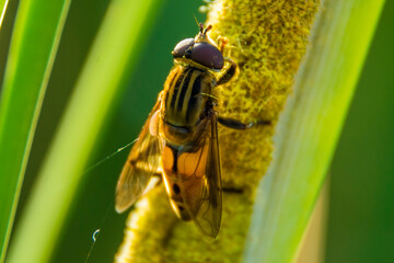 Fly