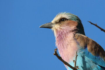 Gabelracke / Lilacbreasted Roller / Coracias caudata