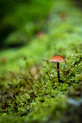 A macro of a small brown mushroom amongst the green moss