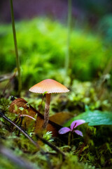 A macro of a small brown mushroom amongst the green moss