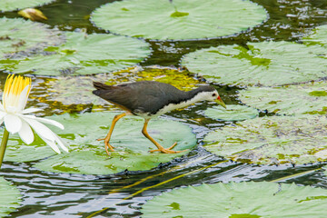 A white-breasted waterhen (Amaurornis phoenicurus) is walking on the lotus leaves in  
Hampstead...