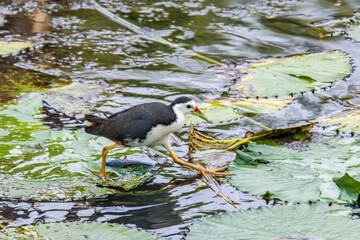 A white-breasted waterhen (Amaurornis phoenicurus) is walking on the lotus leaves in  
Hampstead Wetlands Park Singapore. 
A waterbird of the rail and crake family, Rallidae. 