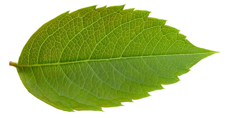 Nut leaf isolated on a white background