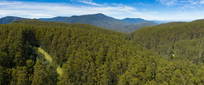 Panoramic view of a temperate rainforest in Victoria Australia