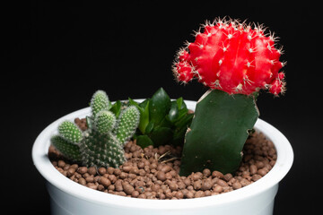 Variety of small cactus in pod