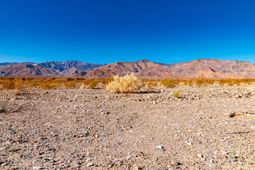 USA, CA, 30 of November 2020, Death Valley, Scenic view.  Lifeless desert with it`s own Flora. 