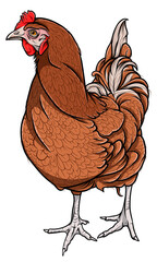 Chicken vector illustration - cartoon