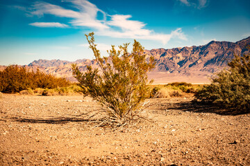 USA, CA, 30 of November 2020, Death Valley, Scenic view.  Lifeless desert with it`s own Flora. 