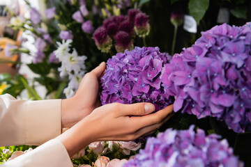Cropped view of female florist caring about purple hydrangeas near flowers on rack on blurred background