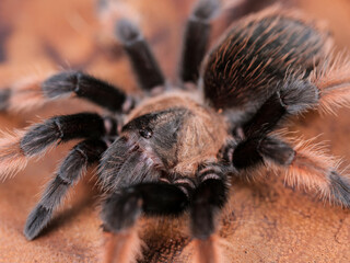 Brachypelma emilia (Mexican Redleg Tarantula)