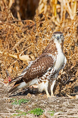 red tailed hawk