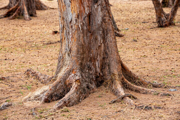 tree trunk on the beach of Mauritius.
