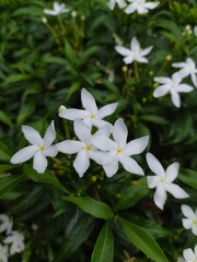 very beautiful white flower
