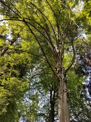 Fototapeta premium trees in the park