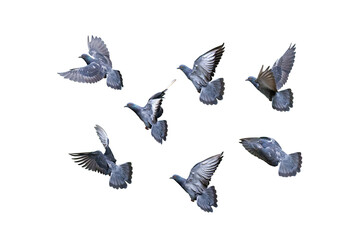 Close up Group of Rock Pigeons Flying in The Air Isolated on White Background with Clipping Path