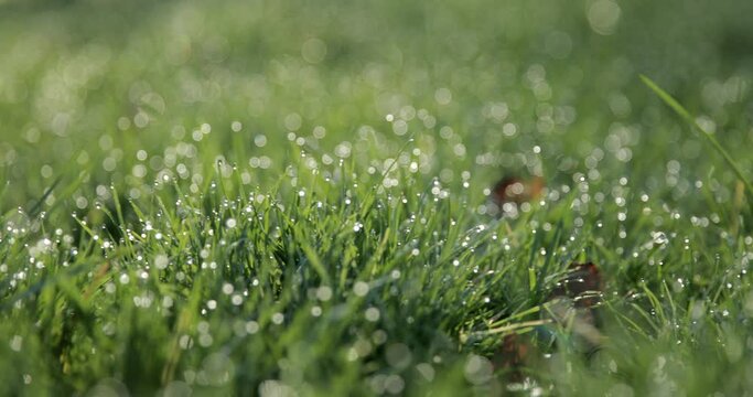 Morning dew on the grass. Filmed in 4k 60fps.