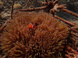 Naklejka na ściany i meble Sea anemones found at natural coral reef area