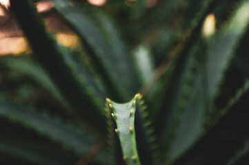 aloe plant