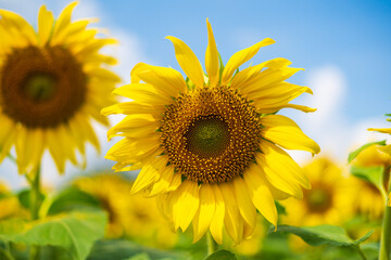 sunflower field with sky