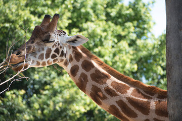 Jirafa/giraffa alimentandose, comiendo, disfrutando.
