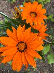 orange chrysanthemum flower