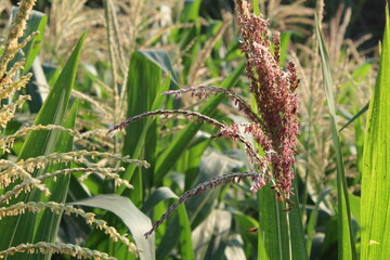green wheat field