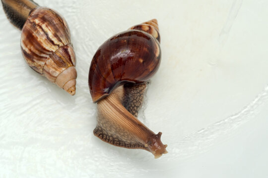 Achatina snail crawls on water at home