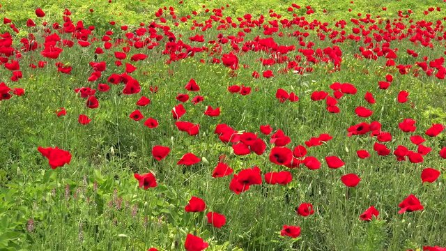 Papaveroideae Images Browse 1,224 Stock Photos, Vectors, and Video