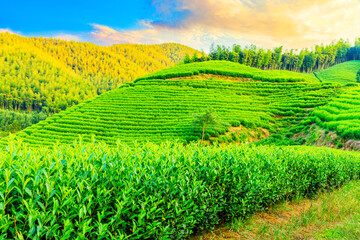 Tea plantations and bamboo forest at sunset,green natural background.