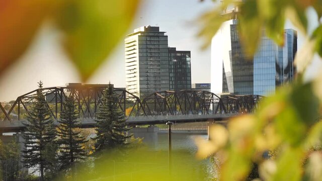 Skyscrapers and Bridge along Saskatchewan River in the City of Saskatoon framed by Autumn Leaves