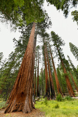 Mariposa Grove - Yosemite, California
