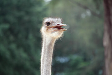 ostrich close up view