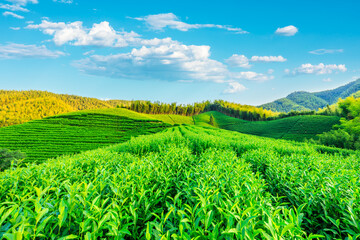 Green tea plantation and bamboo forest landscape.